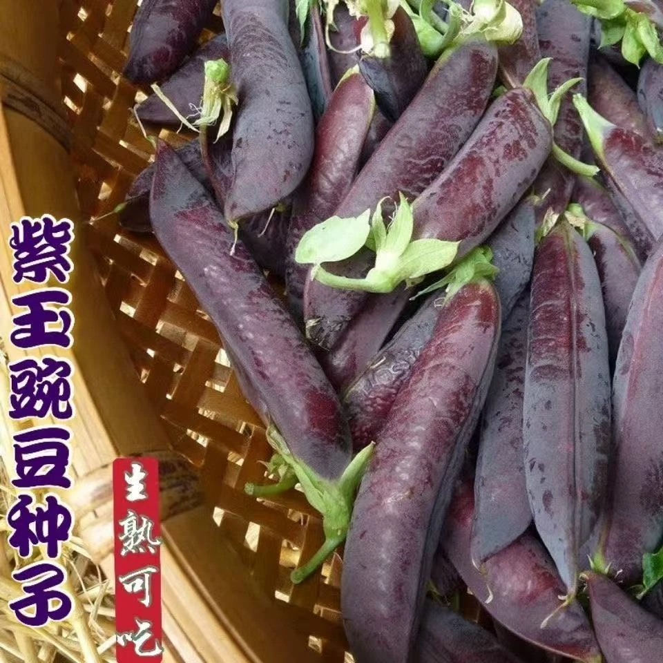 【紫玉豌豆种子】四季种植盆栽阳台