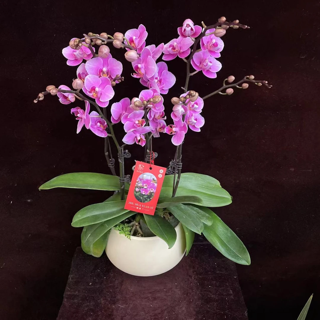 喜兰精选【骄阳】 年宵花 粉色系 桌面丰花型 精美耐摆耐放 蝴蝶兰
