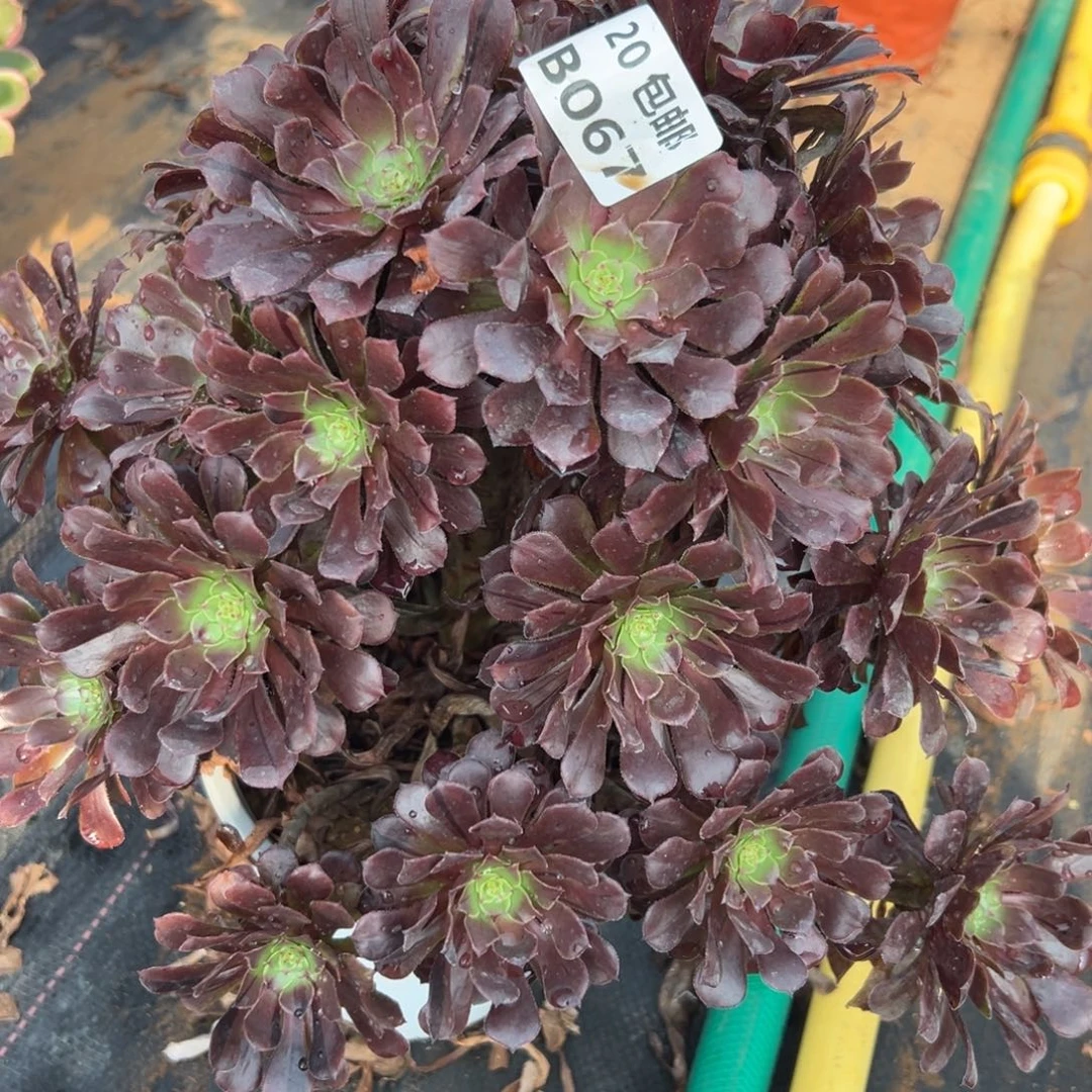 067黑铜拉丝，多肉法师