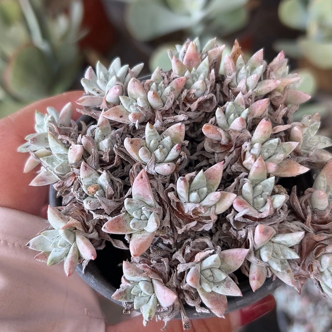 多肉植物白菊老庄