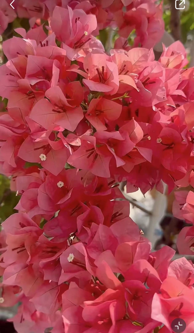 不甜西瓜三角梅小苗袋苗，包对版