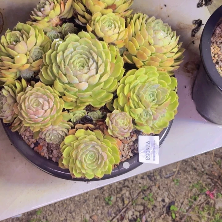 金***子昂斯诺058多肉植物盆栽