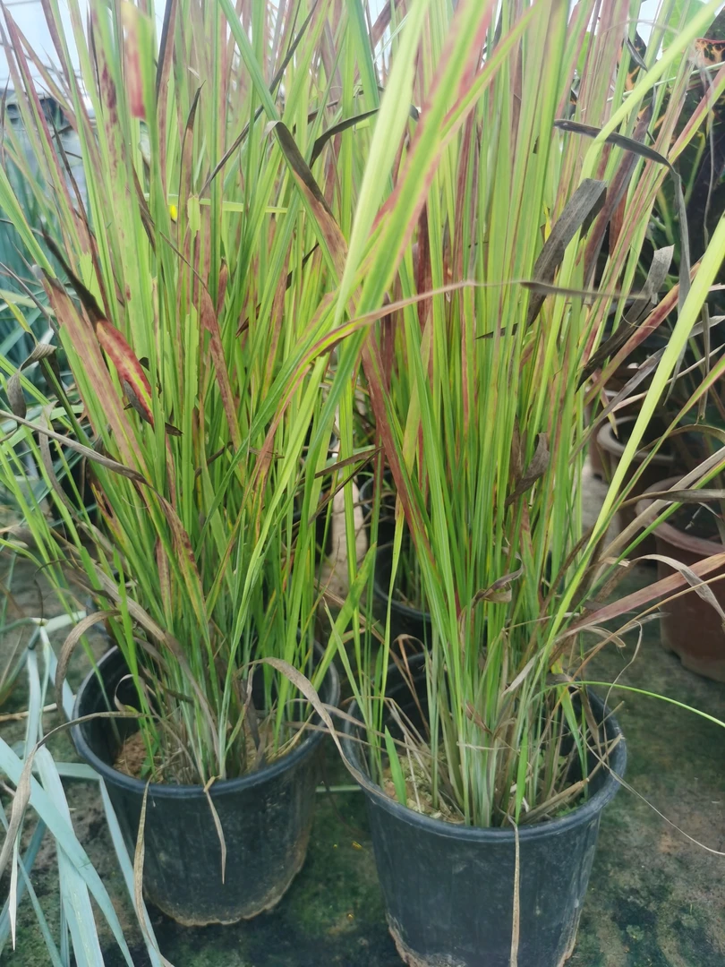 进口日本血草庭院耐寒耐热多年生绿植盆栽