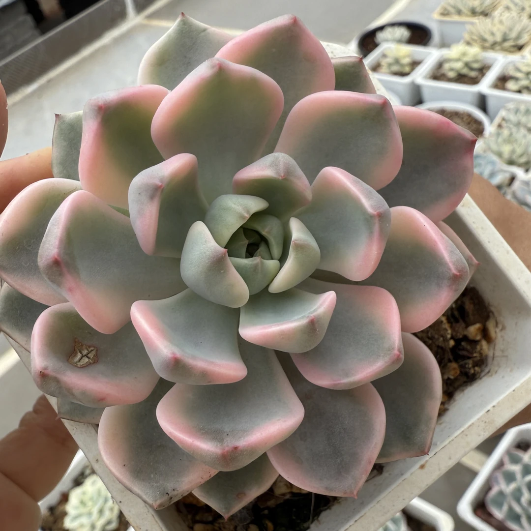 红粉佳人锦，多肉植物