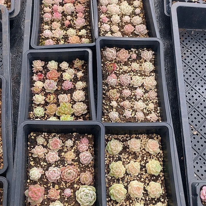 7 多肉植物盆栽花卉植物