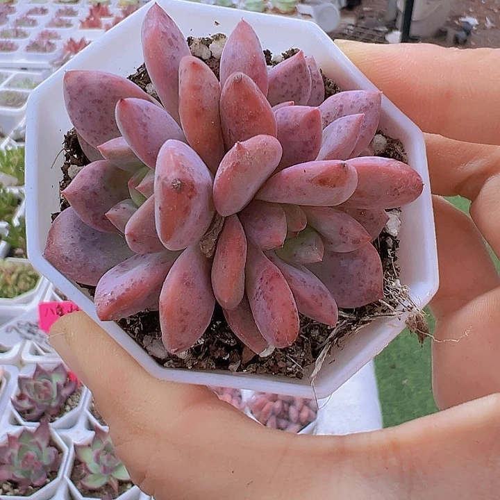 爱丽儿群带盆19包邮多肉
