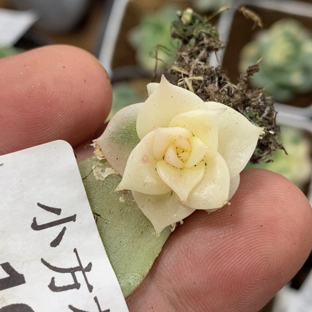 1049贝加尔湖锦    小方花圃一物一拍