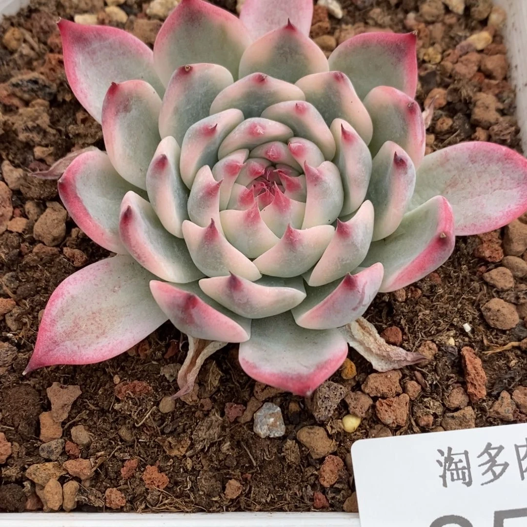 吉娃娃多肉植物8550