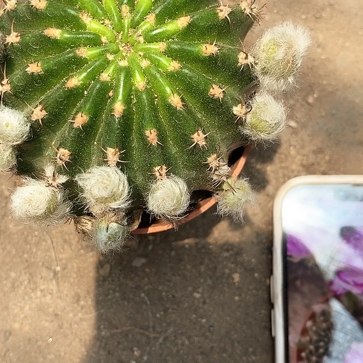 妖碟仙人球356889