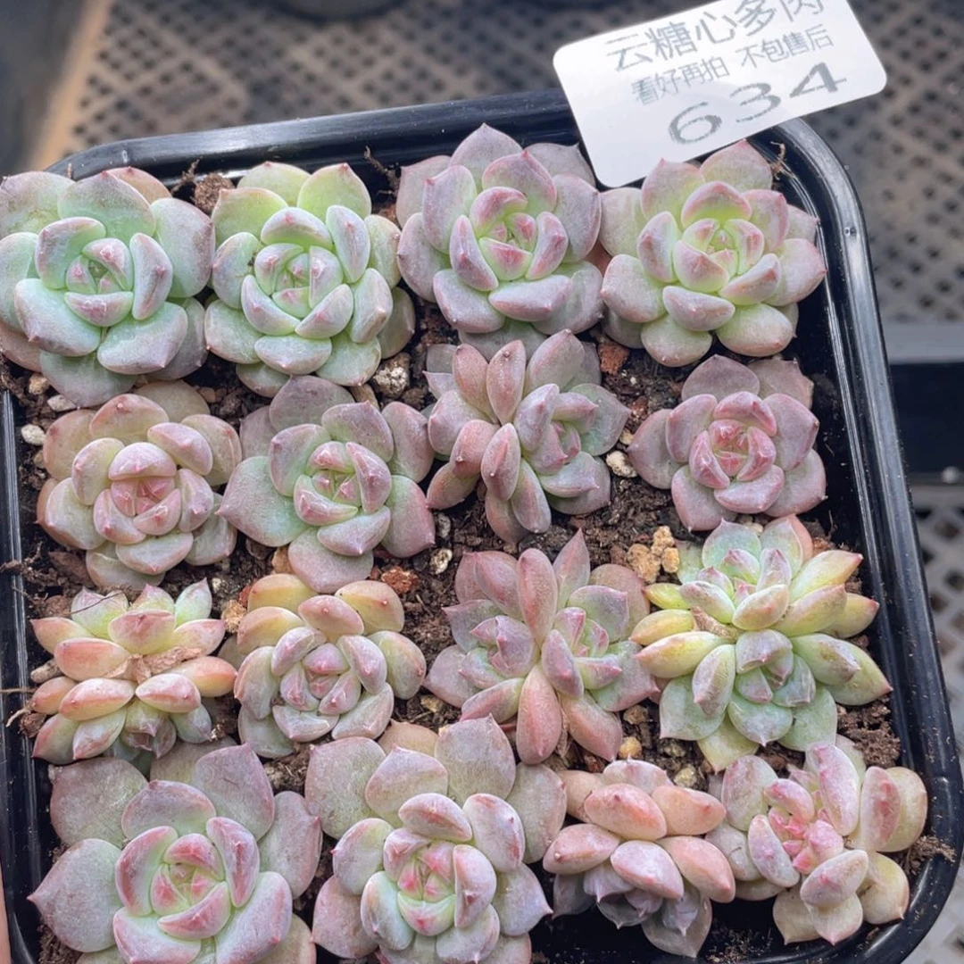 云糖心多肉植物634