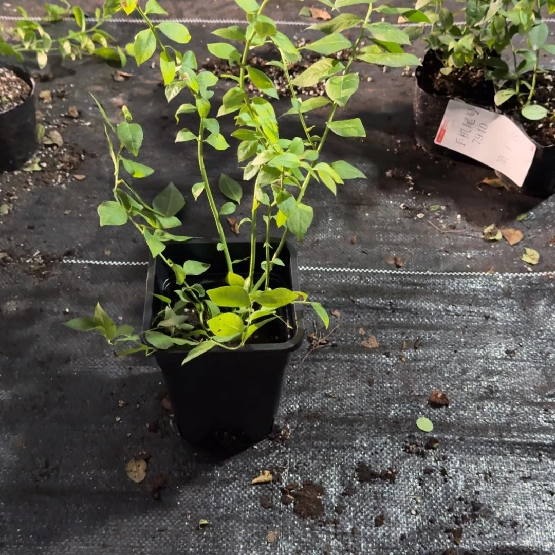 小钵苗T5。一物一拍