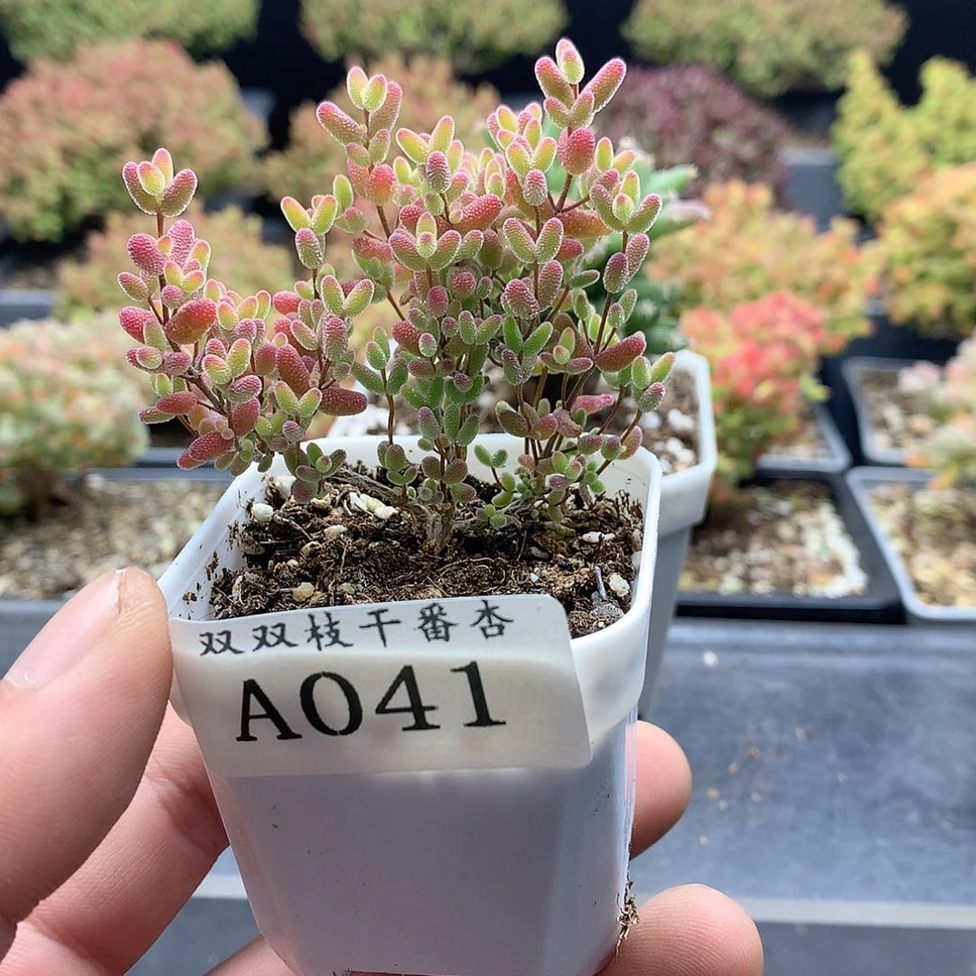 041蜜橘。