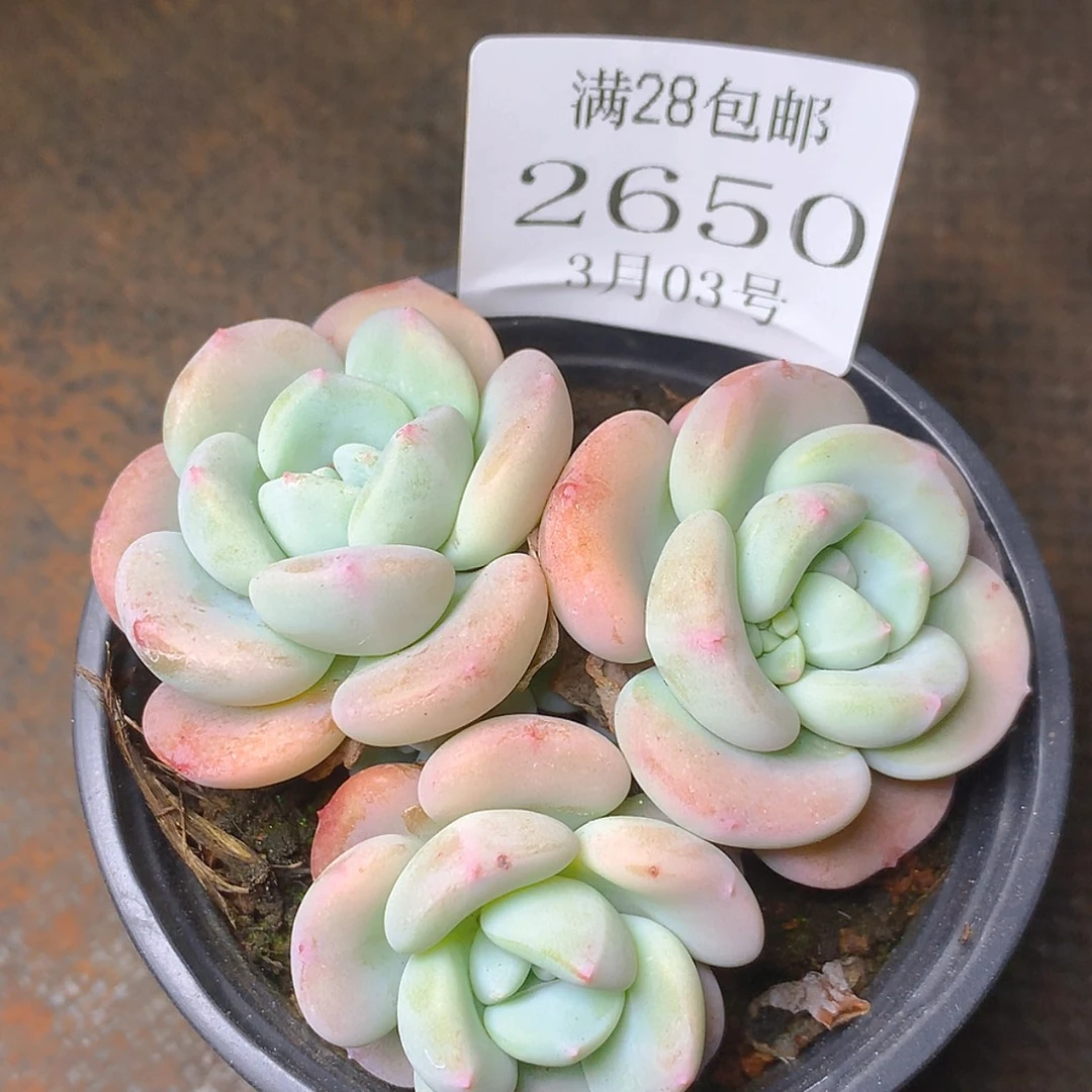 【闪购商品】云2650