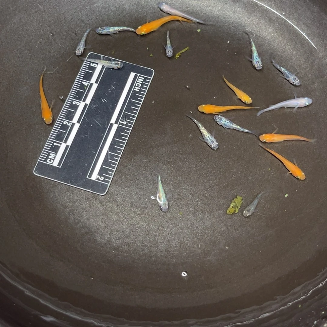 蓝鲨9号哈哈哈哈哈哈