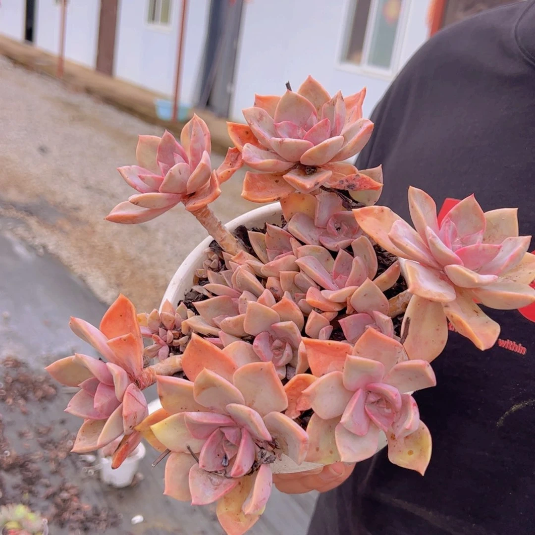 中国初恋整装，180杯