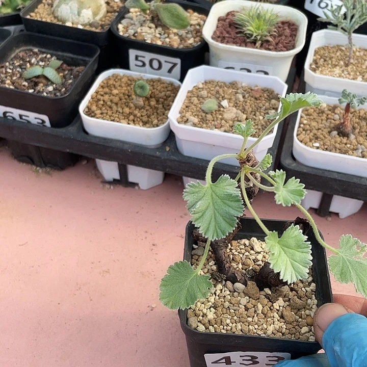 433枝干杨葵块根，