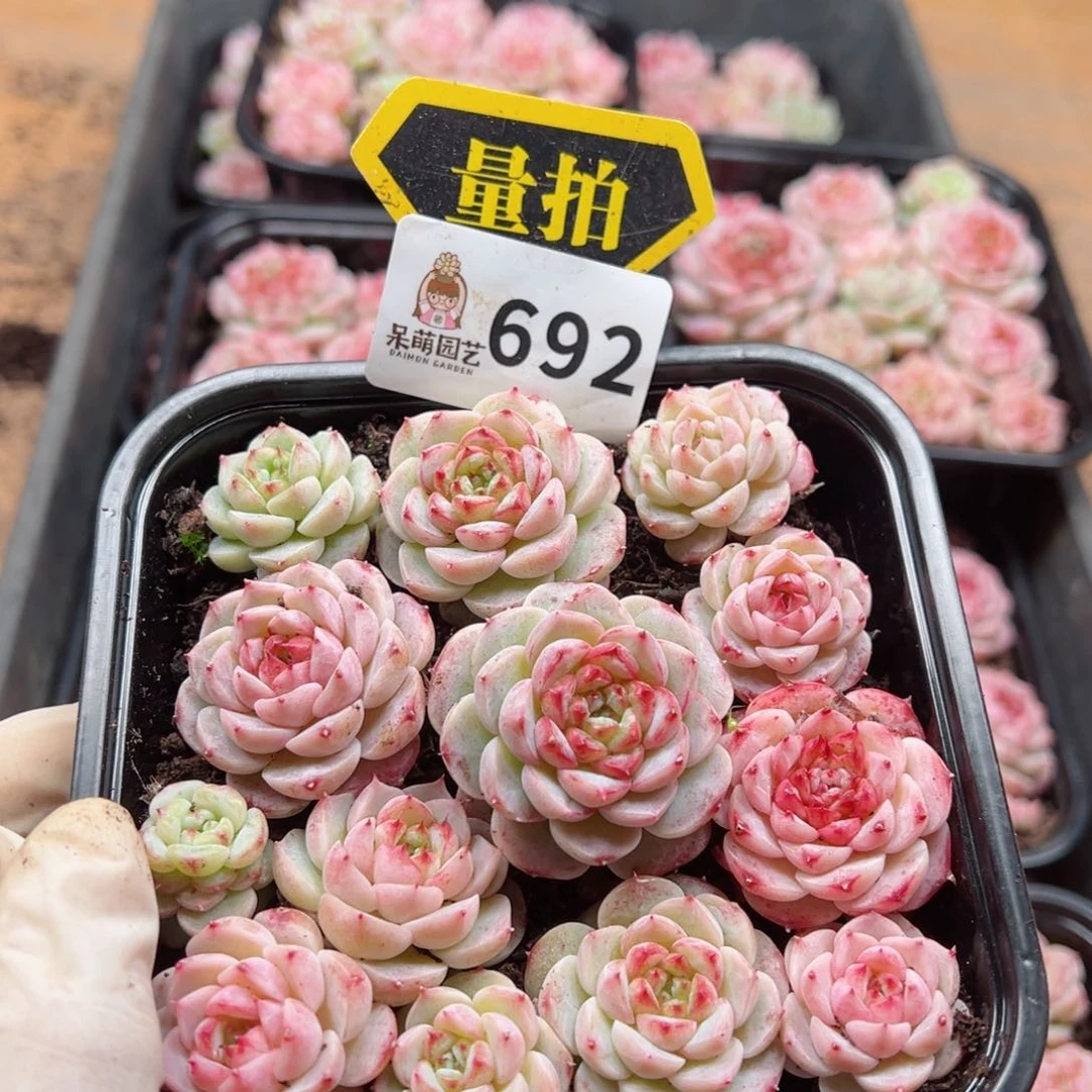 多肉植物多肉植物