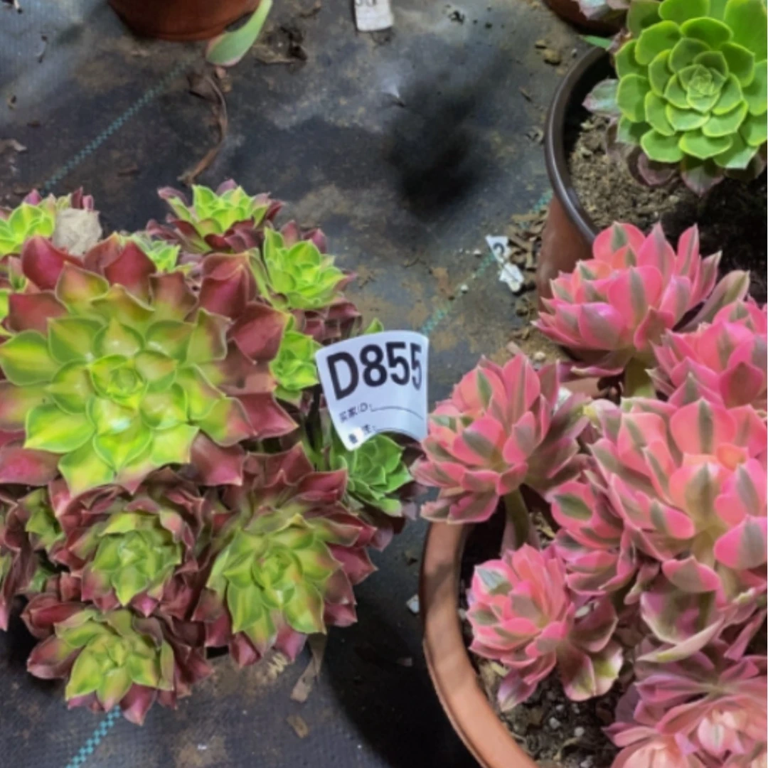 【闪购商品】美好855