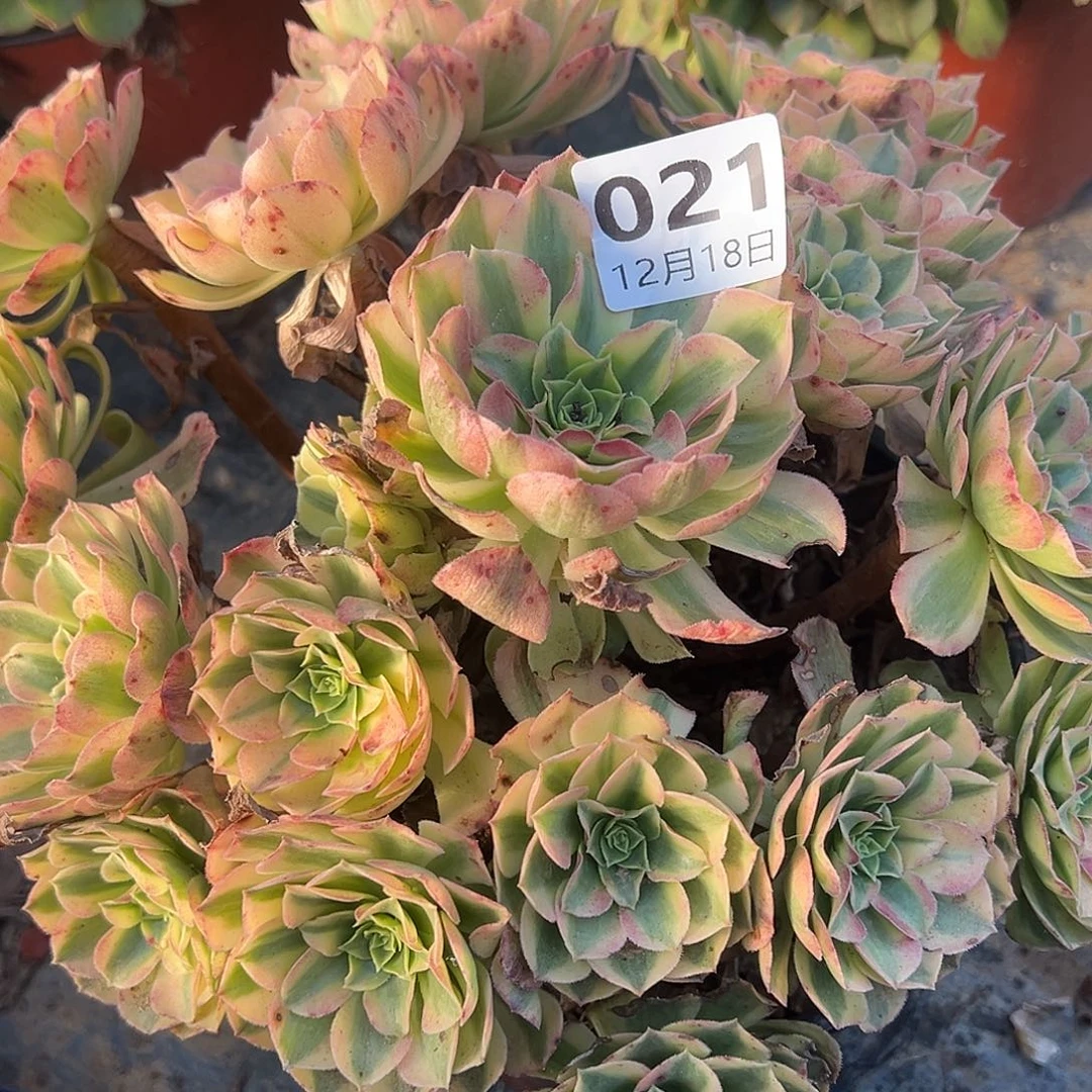 12.18-21雨荷多肉植物