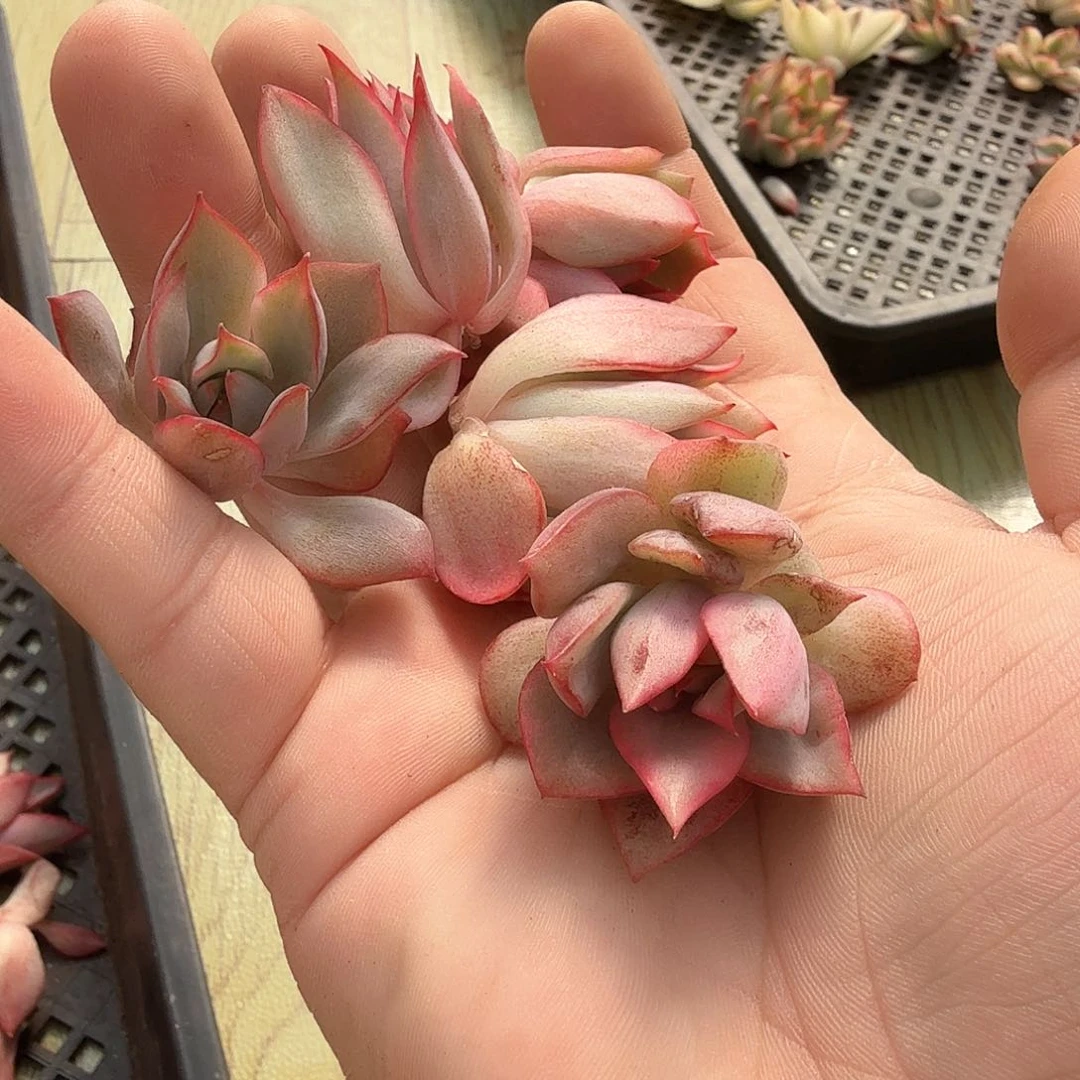 红莲锦多肉锦多肉