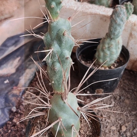 完全开放拾**！592仙人球