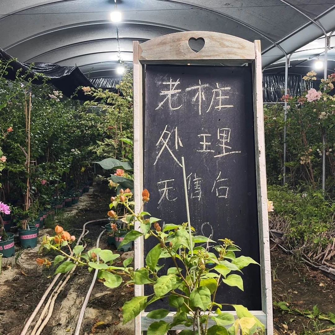 完全开放三角梅三角梅1227