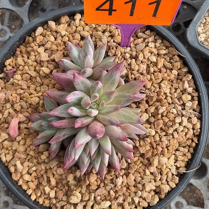 多肉植物虞美人411