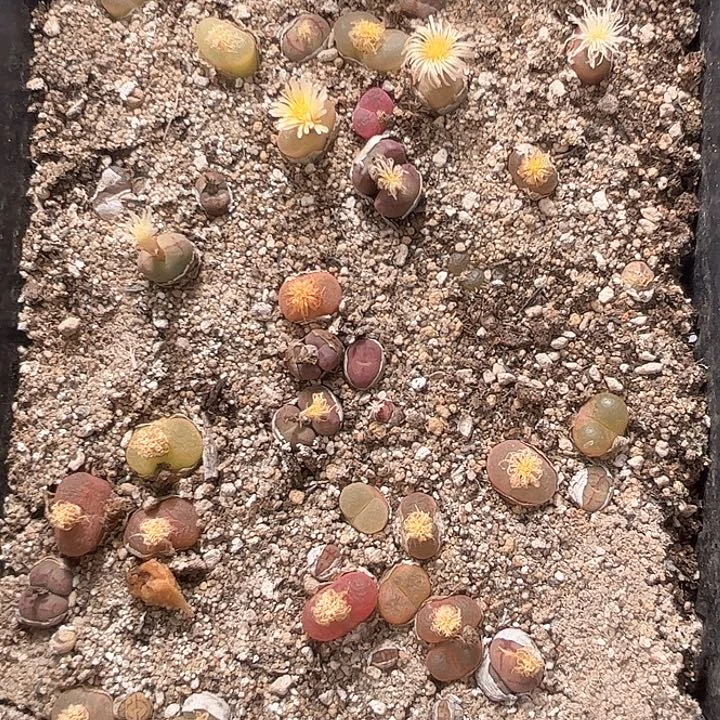 1115–番杏福利a75脱土