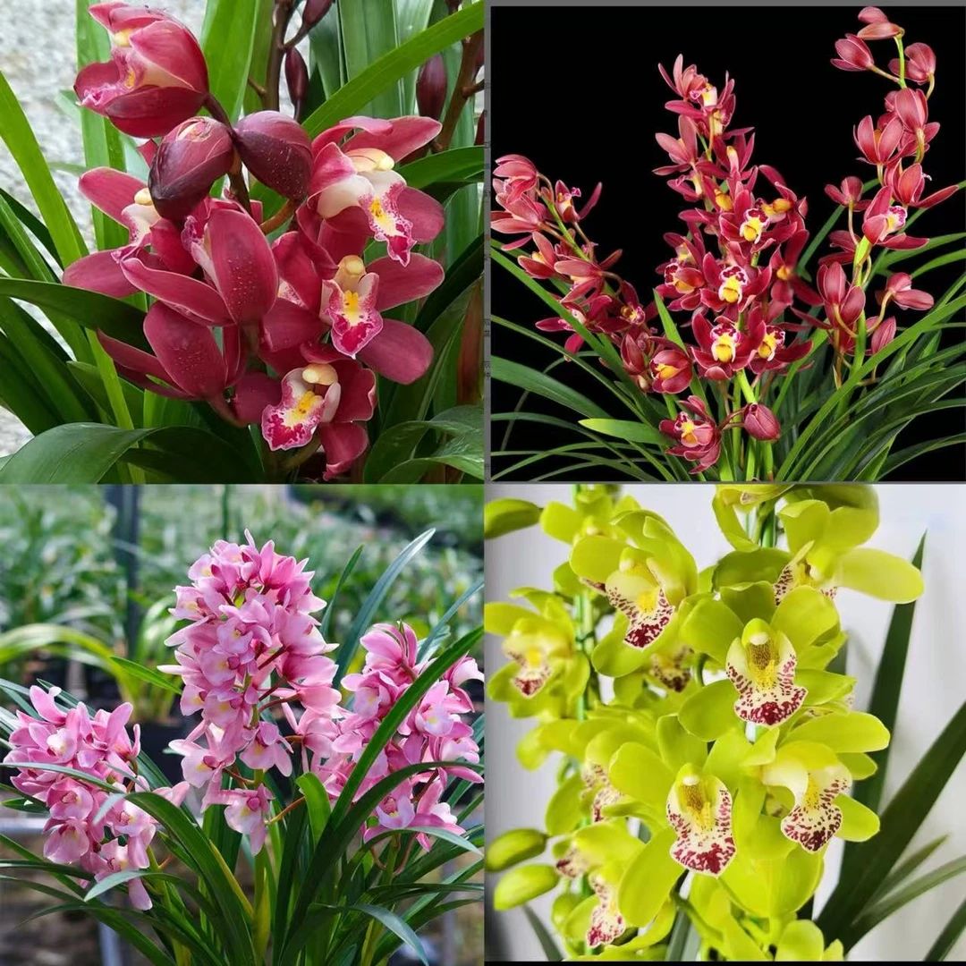 买一送一翁源兰名贵正品兰花