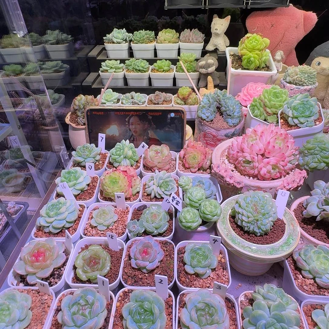 ****白白白专拍哈哈哈哈
