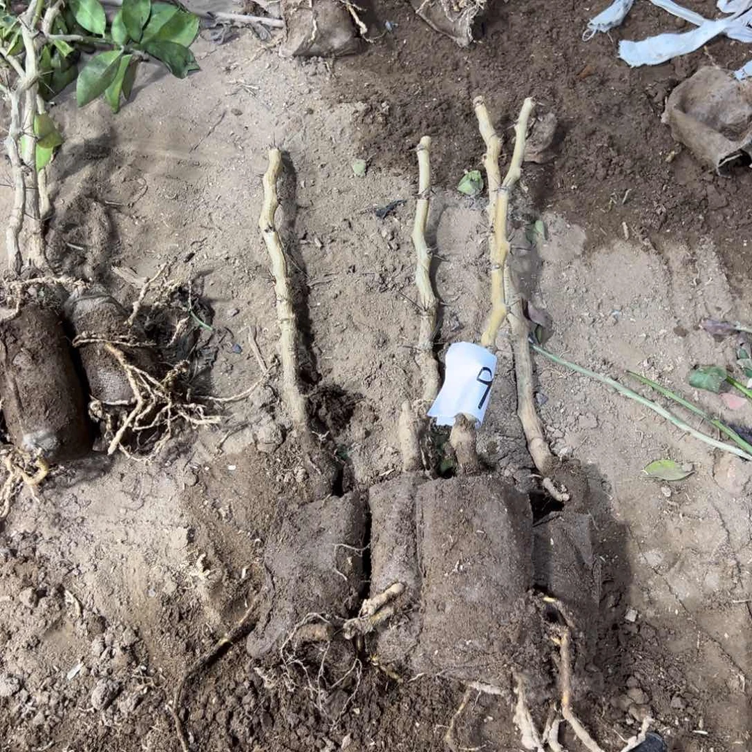 40公分左右叶仙四颗编号9