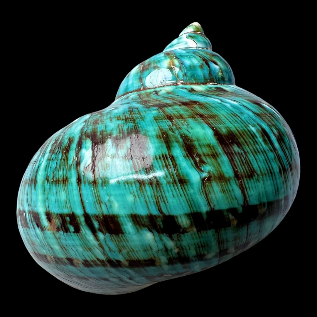 【帝王蝾螺（特大！精品）】93.3mm 赠1串杯托 天然贝壳 A139