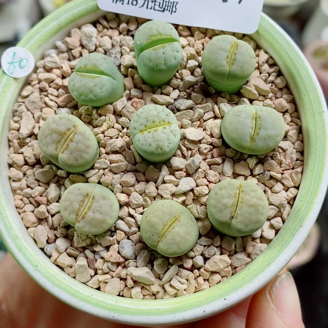 生石花花花花花花花747