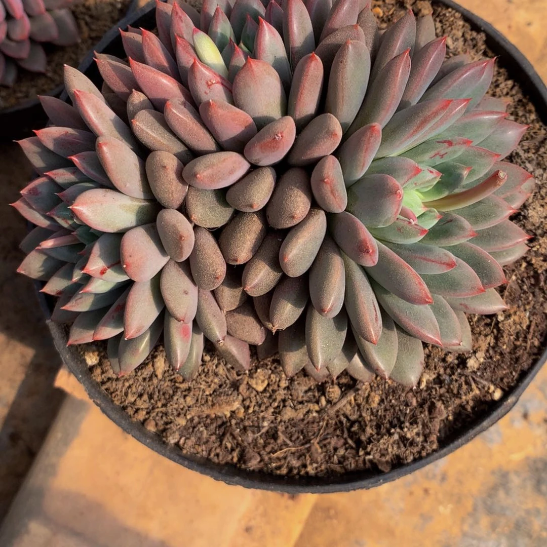 吴*大三头如姻多肉植物