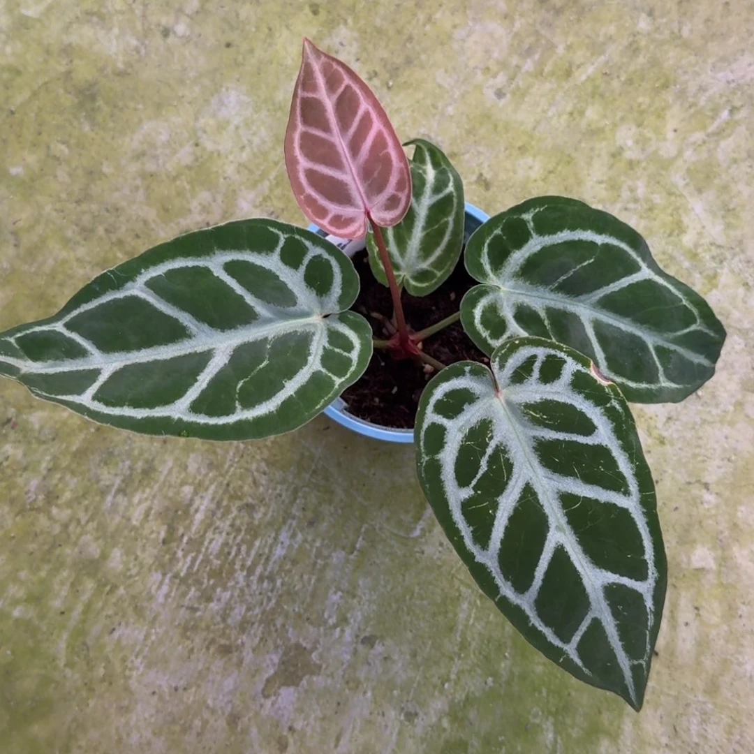 无花朵红水晶杂铜锣烧