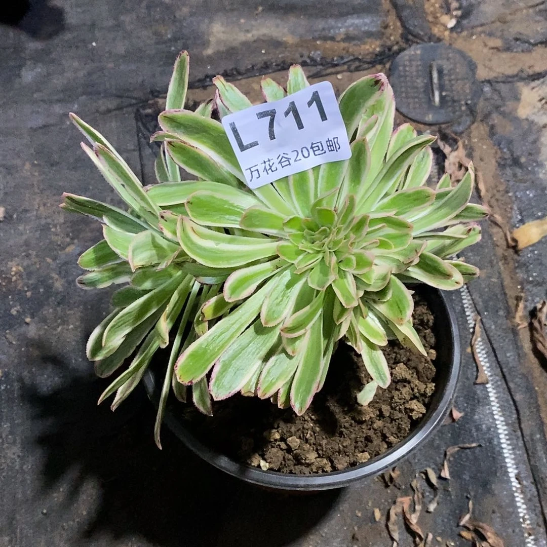 711微锦锦缀多肉植物