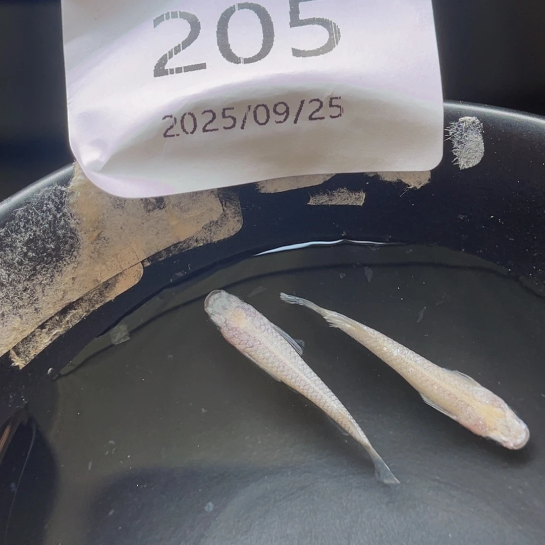 青鳉205白雪公主一对