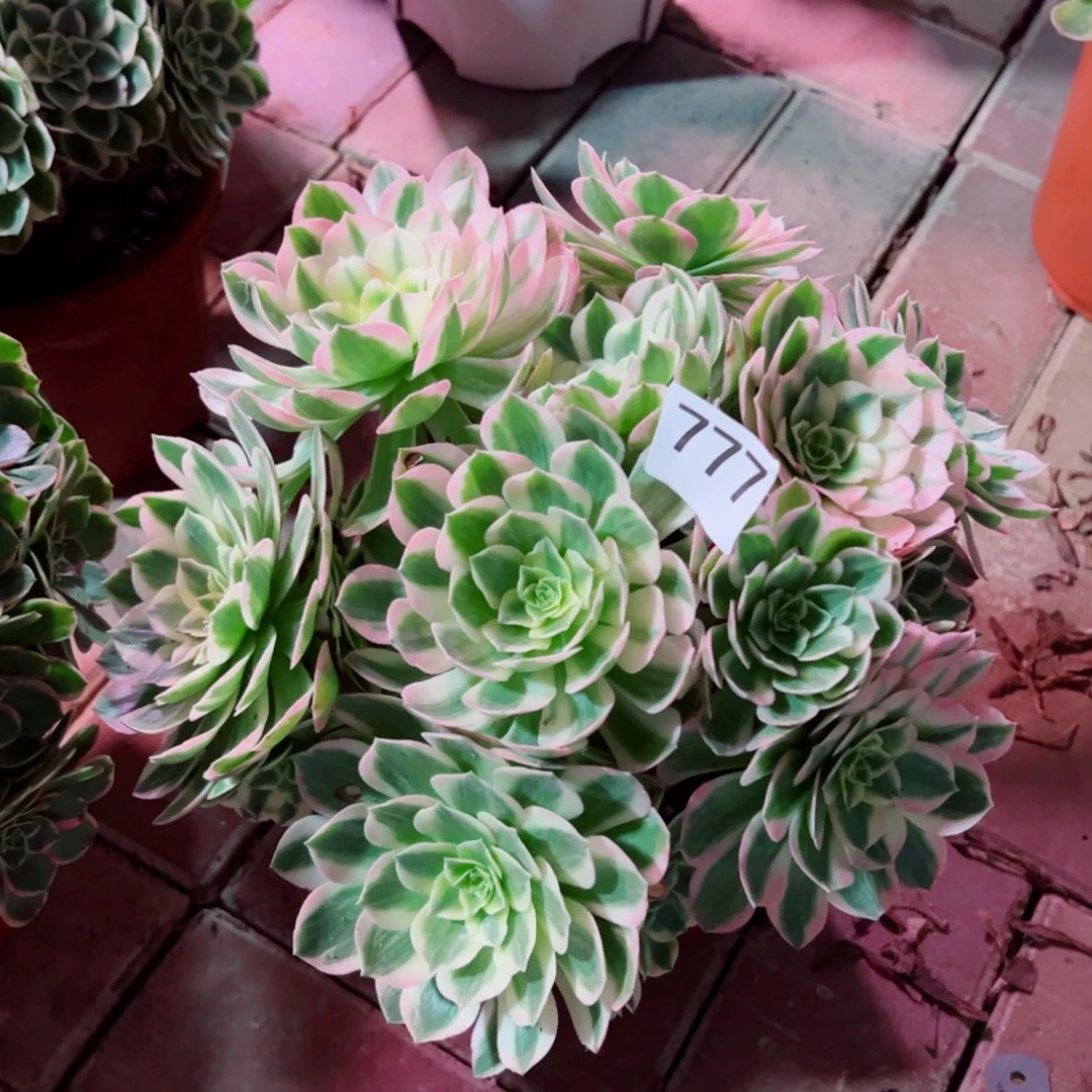 777海仙法师多肉植物