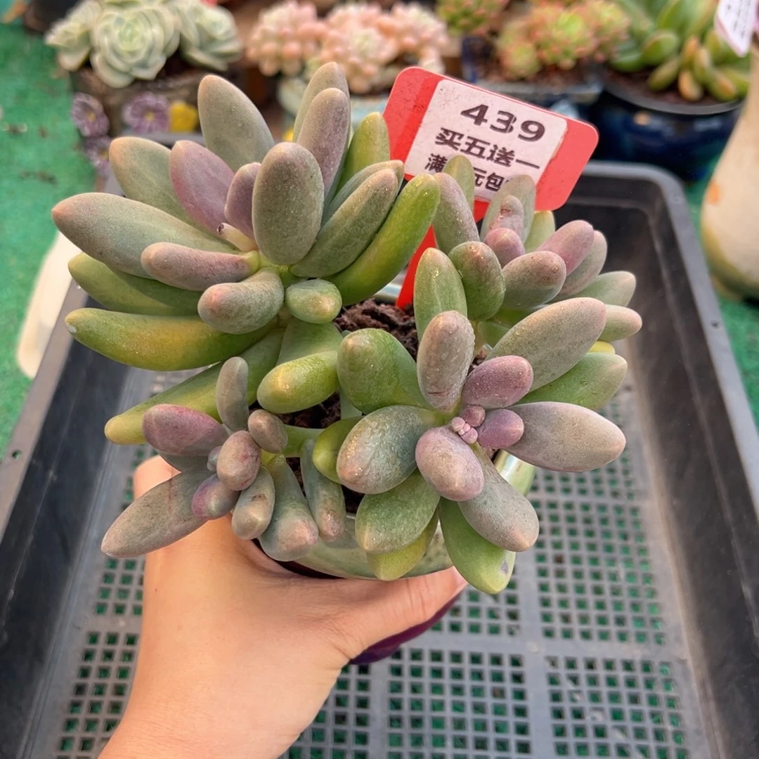 表妹精品多肉植物439.