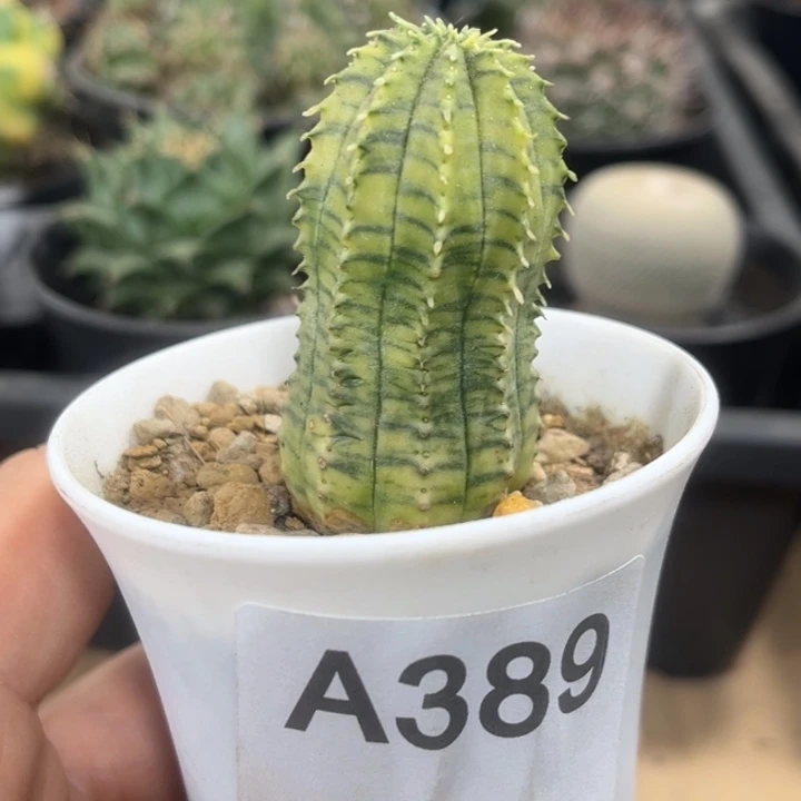 389多肉植物布纹球
