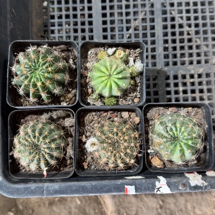 200丽花根脱土发货斑点，20包邮