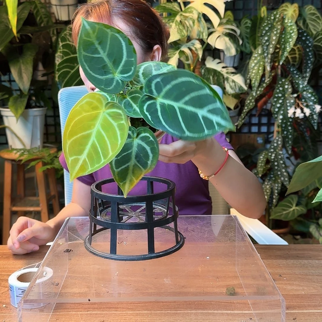 龙***崎无花朵一物一拍M94