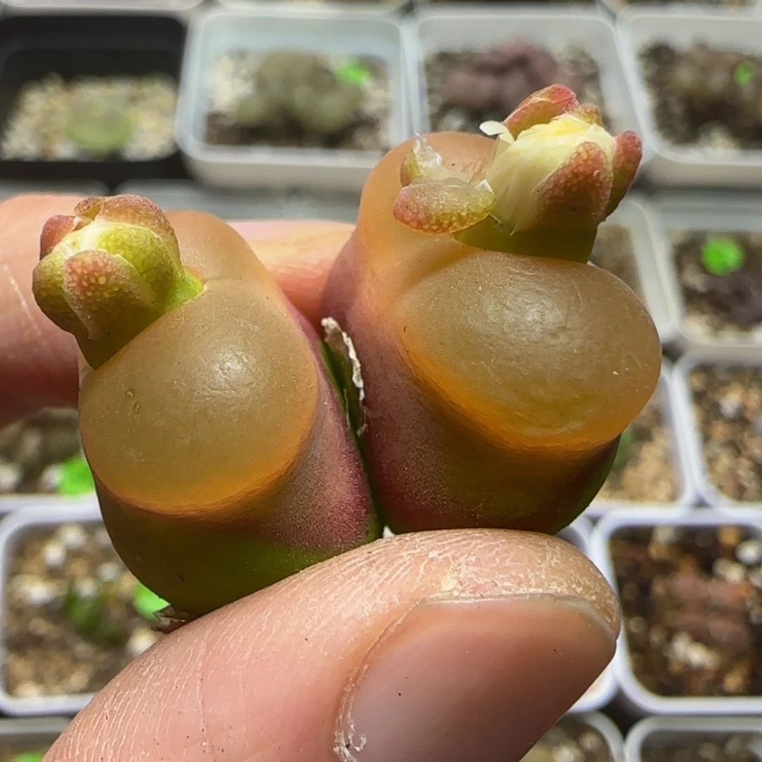 漂漂亮亮多肉植物491