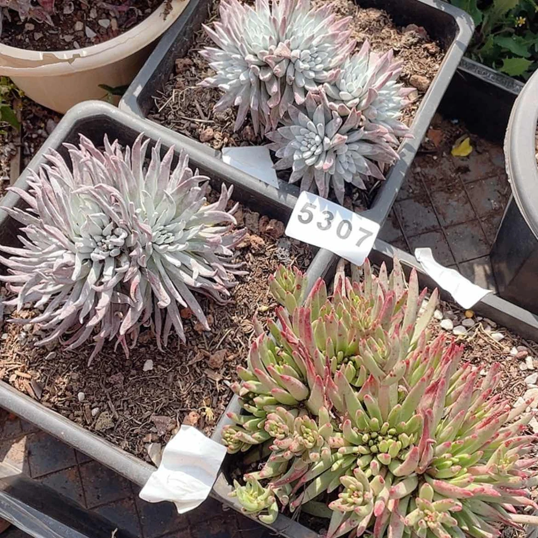 【闪购商品】三颗一组