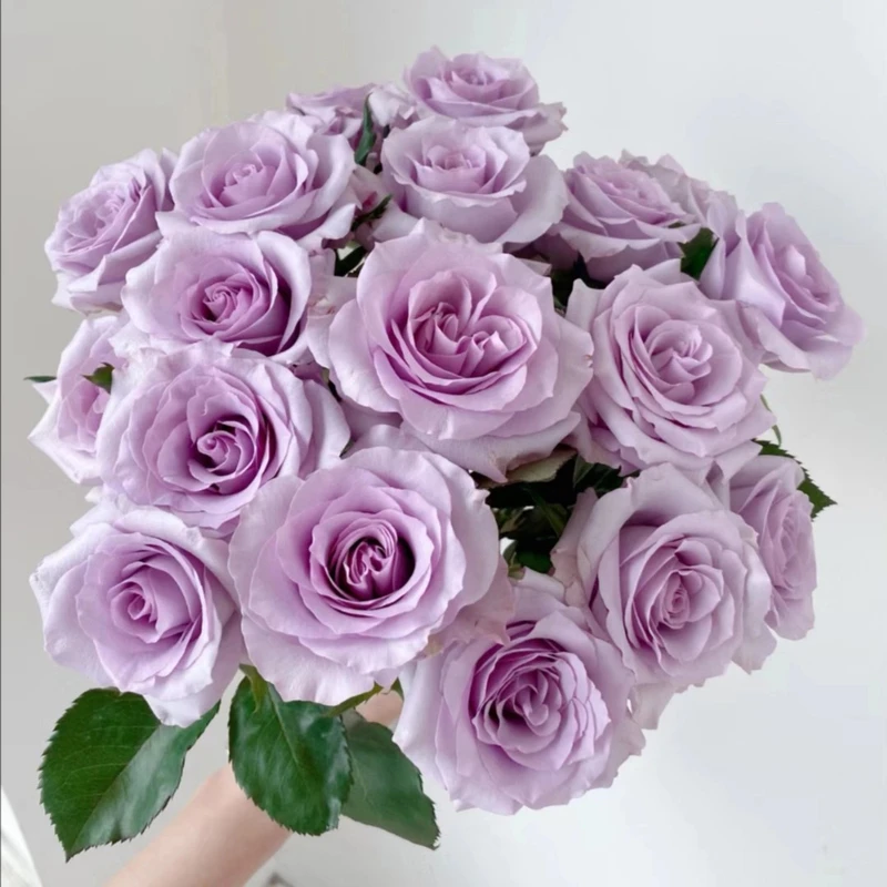 【紫霞仙子】云南鲜花 紫色玫瑰 一单冷链包邮 昆明基地直发