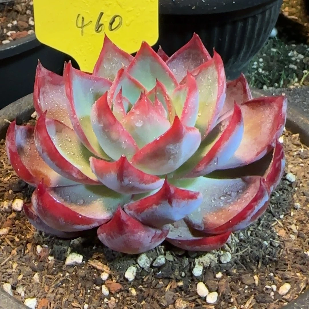 惊鸿一物一拍包装收缩花旱460