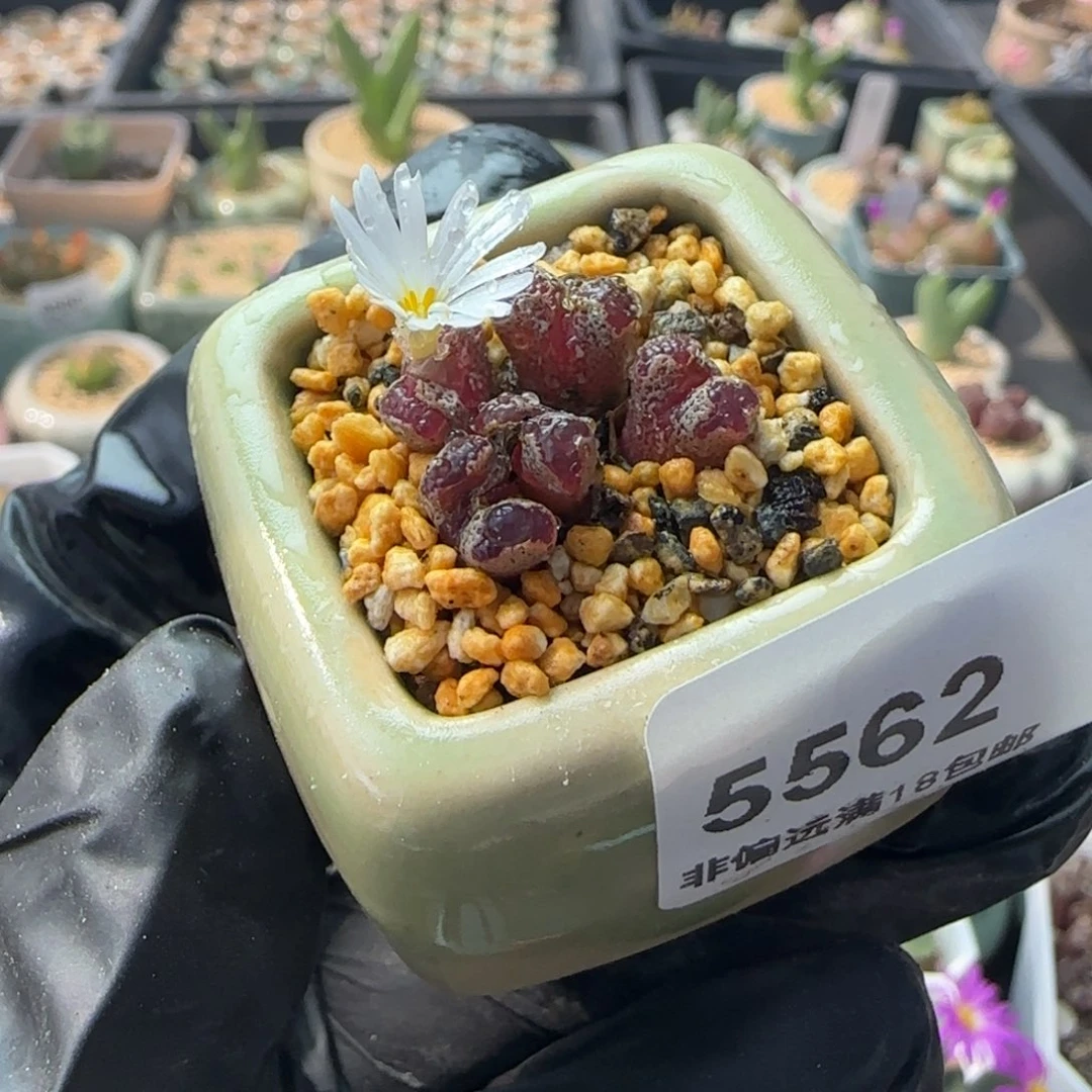 5562--一物一拍 带盆