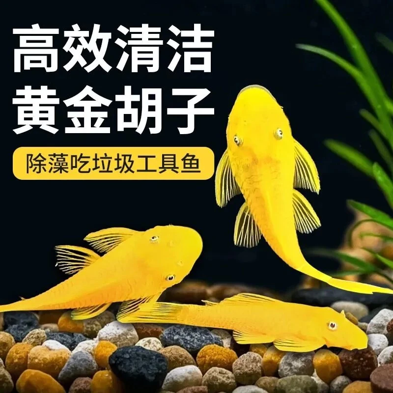黄金胡子鱼大帆红蓝眼随机发24K清道夫除藻工具鱼小型淡水热带鱼