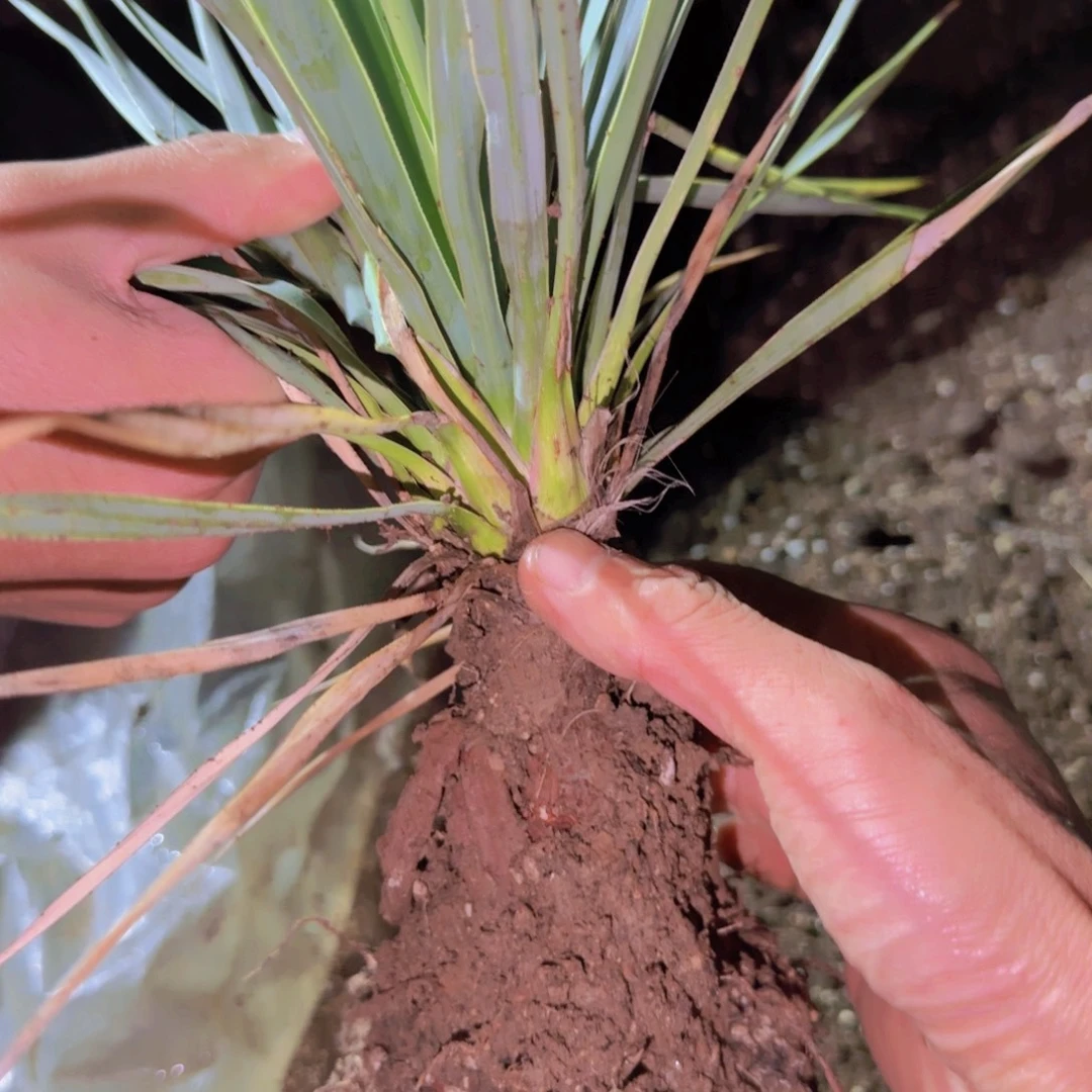 块根植物块根植物