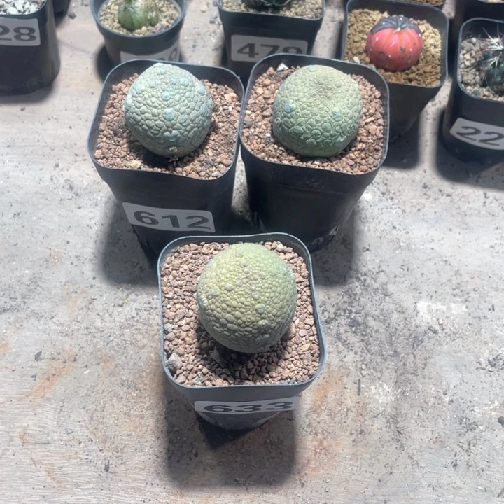 飞**R633实生凝提玉仙人球